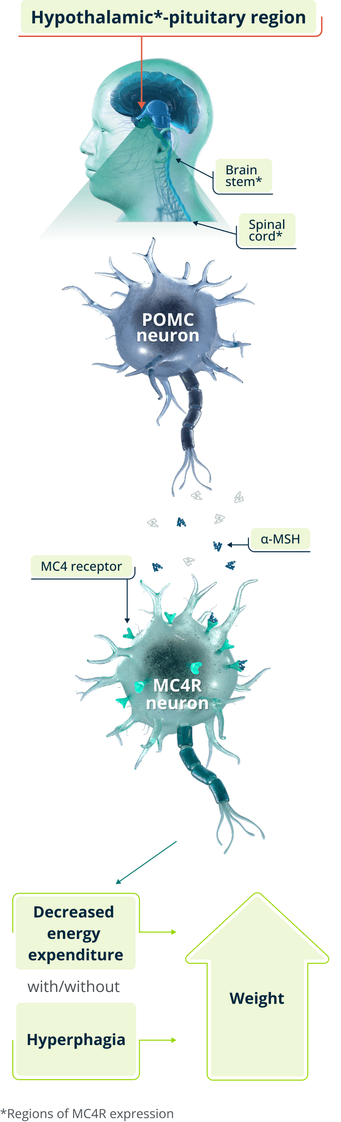 MC4R pathway diagram showing POMC neuron signaling regulating hunger, energy expenditure, and body weight