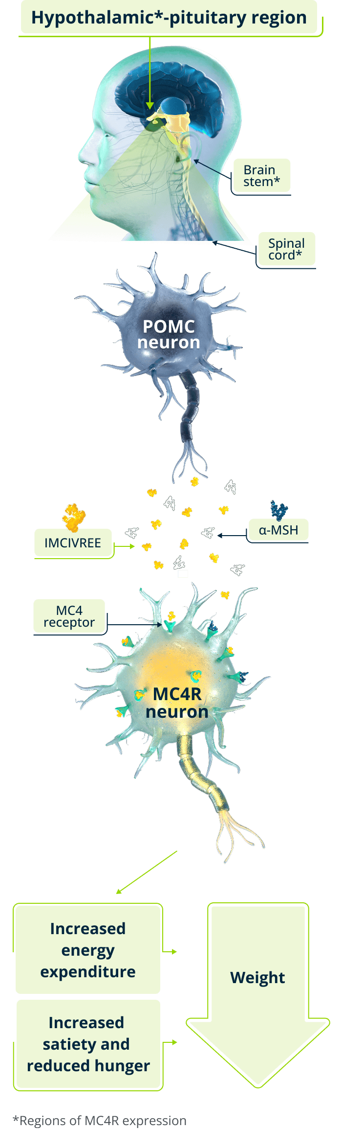Restored MC4R pathway diagram showing IMCIVREE activating MC4R signaling to regulate hunger and energy expenditure