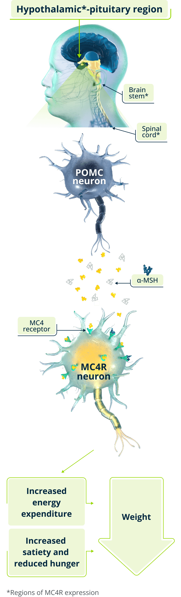 Restored MC4R pathway diagram showing IMCIVREE activating MC4R signaling to regulate hunger and energy expenditure
